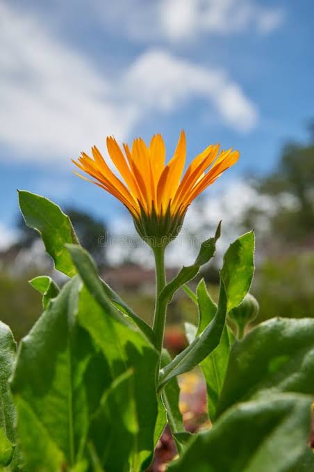 DIY: How to Make a Solar-Infused Calendula Oil 🌼☀️