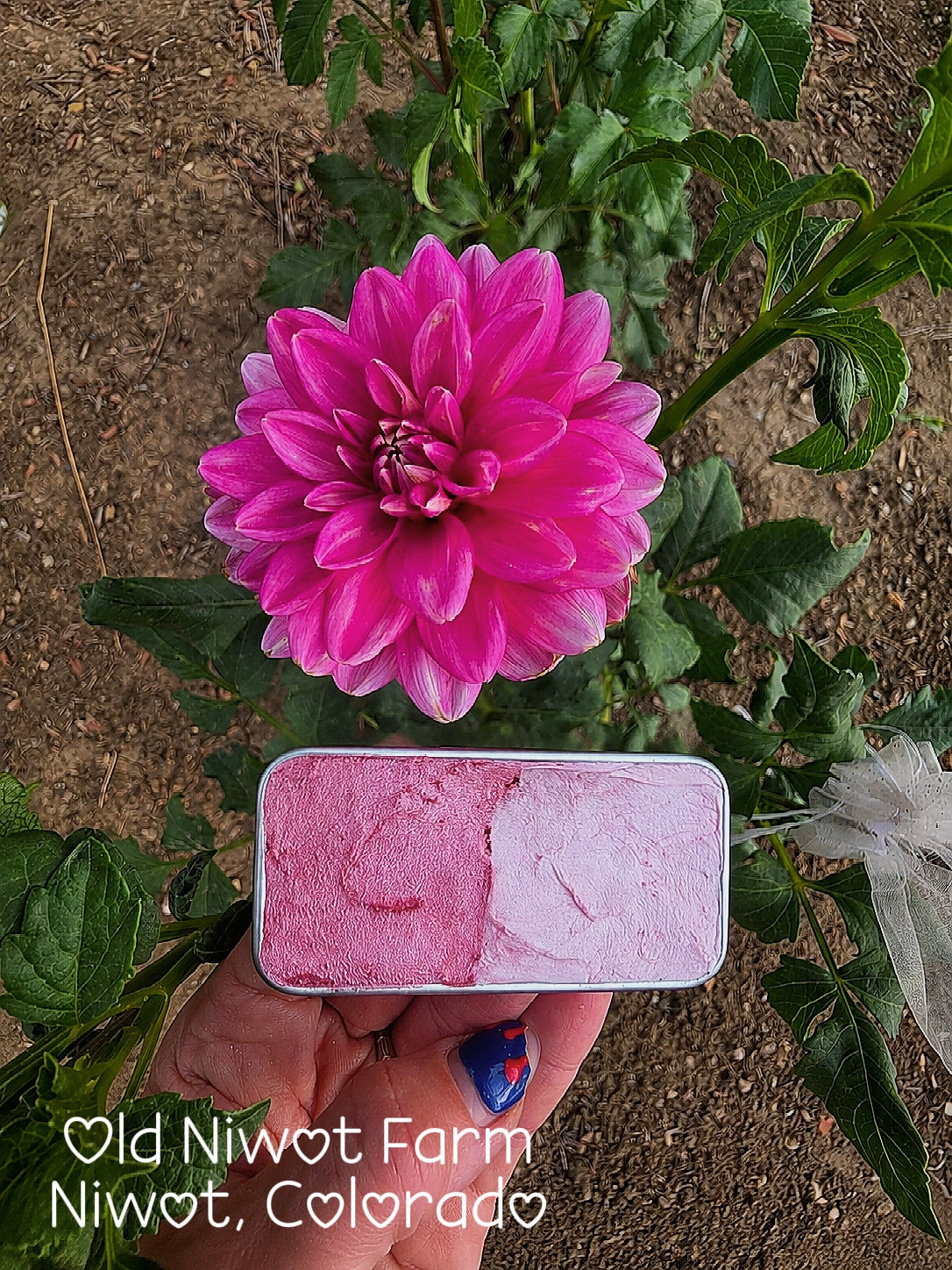 Special Edition ✨️ Lumen +Peony Sol