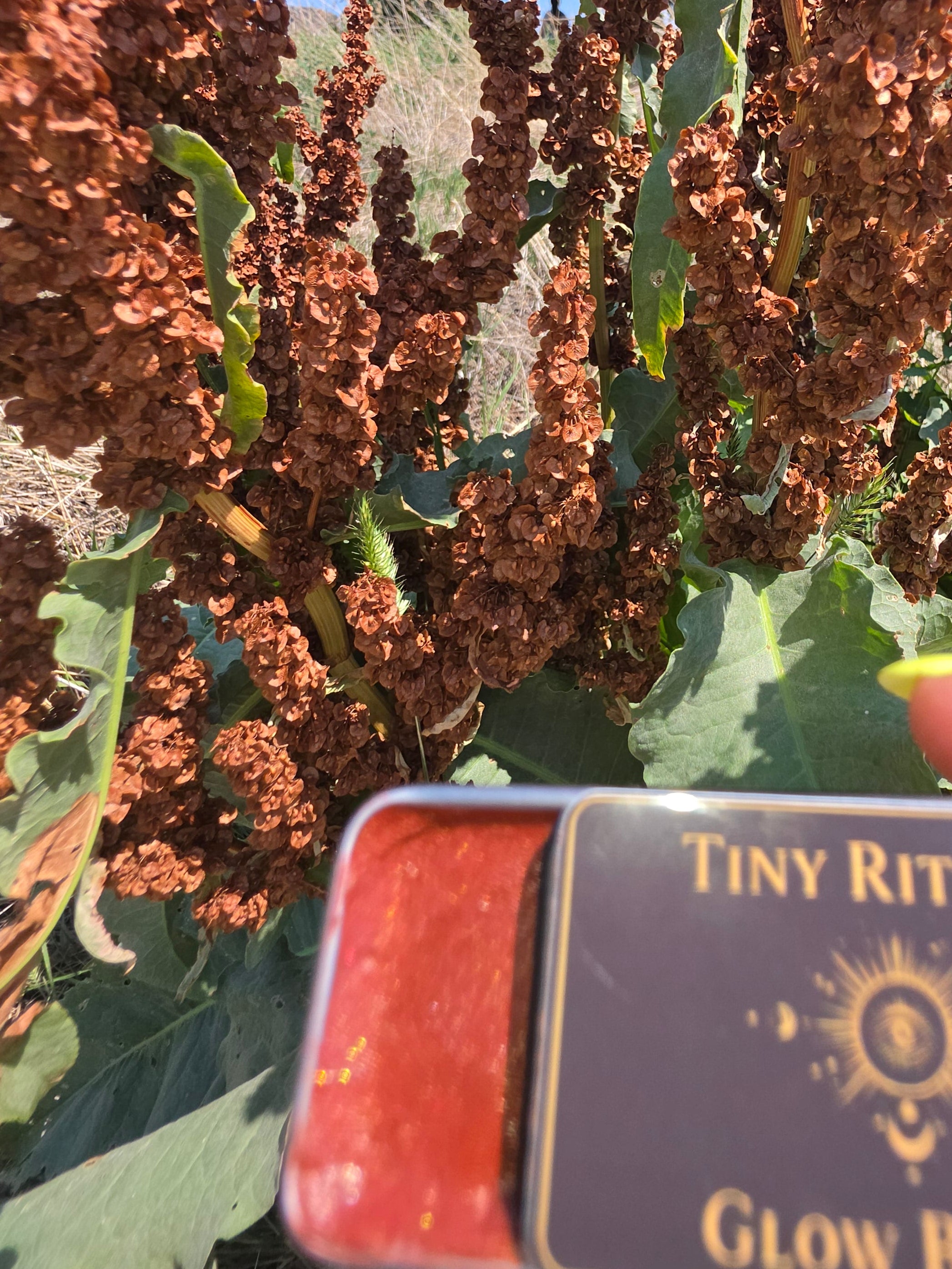 Rust & Root Glow Balm